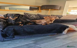 Miniature Dachshund dogs for sale: Miniature dachshund puppies - Image 6