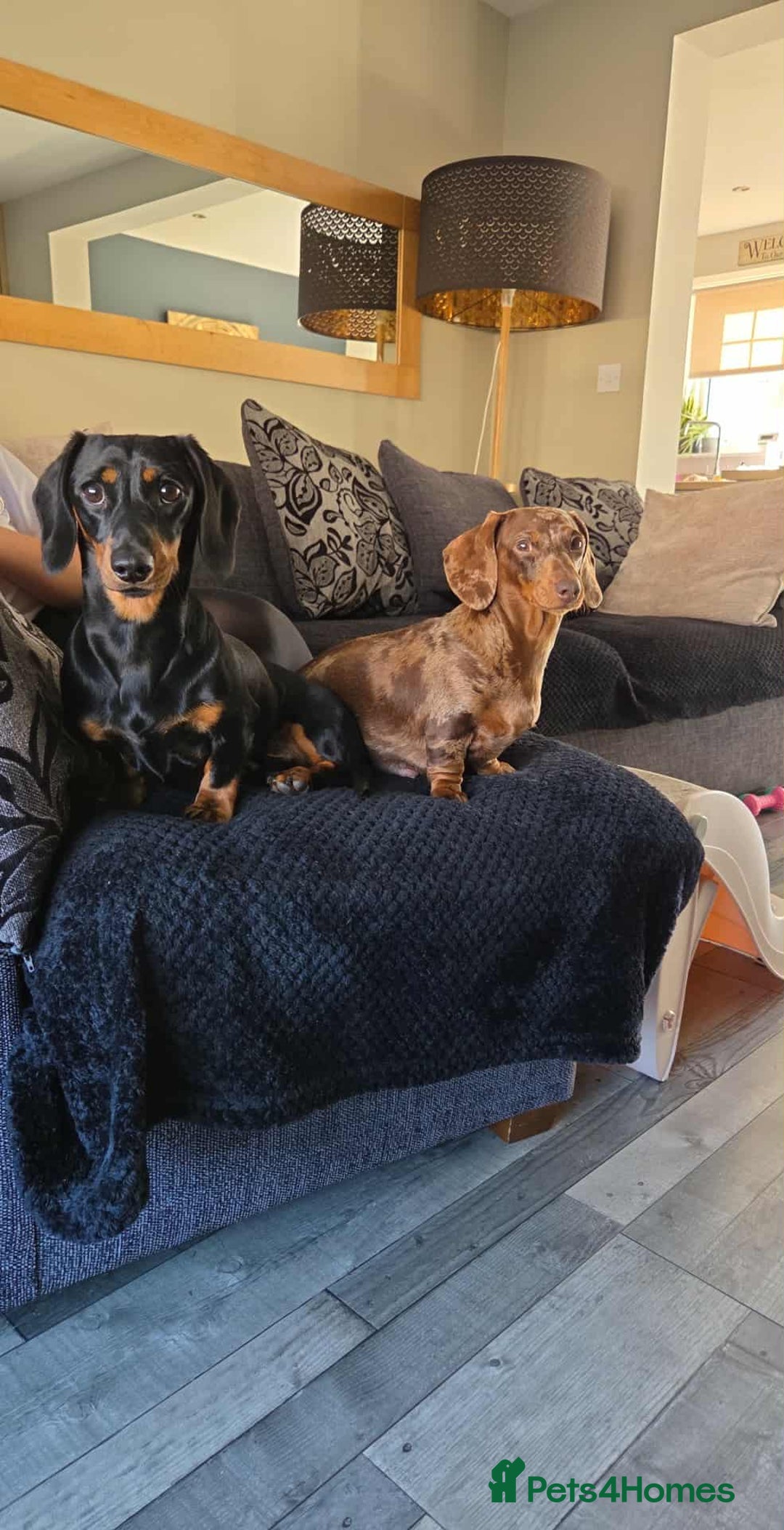 Miniature Dachshund dogs for sale: Miniature dachshund puppies - Image 6