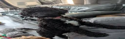 Sheepadoodle dogs for sale: F1b Sheepadoodles, **READY TO GO NOW**LAST ONE**** - Advert 4