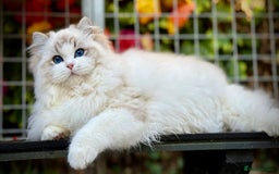 Ragdoll cats for sale: TICA REGISTERED  in Colchester - Image 1