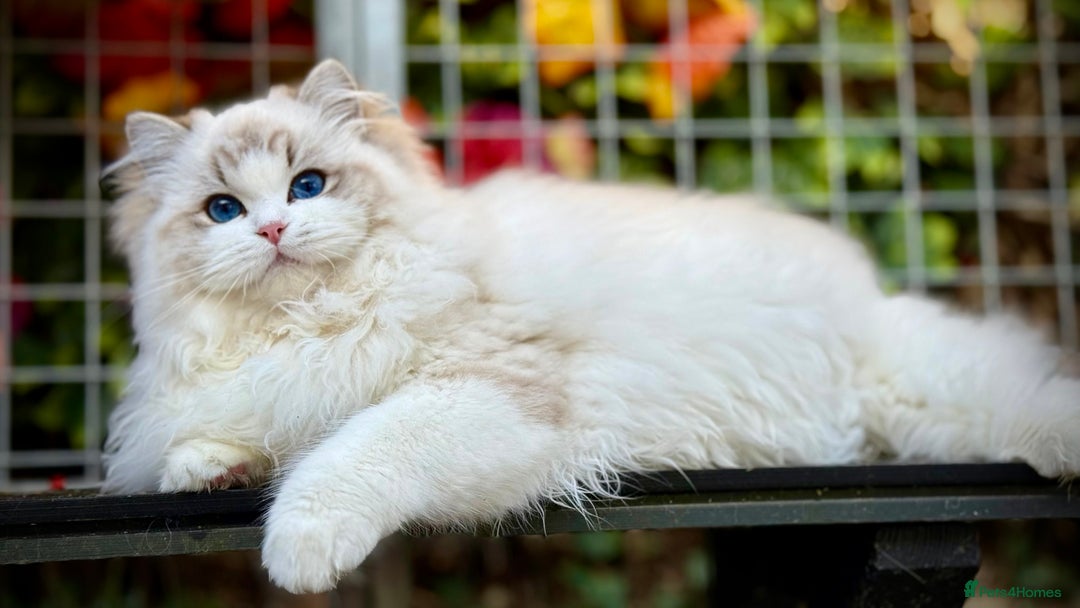 Ragdoll cats for sale: TICA REGISTERED  in Colchester - Image 1
