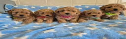 Maltipoo dogs for sale: Beautiful Maltipoo Puppies - Advert 1