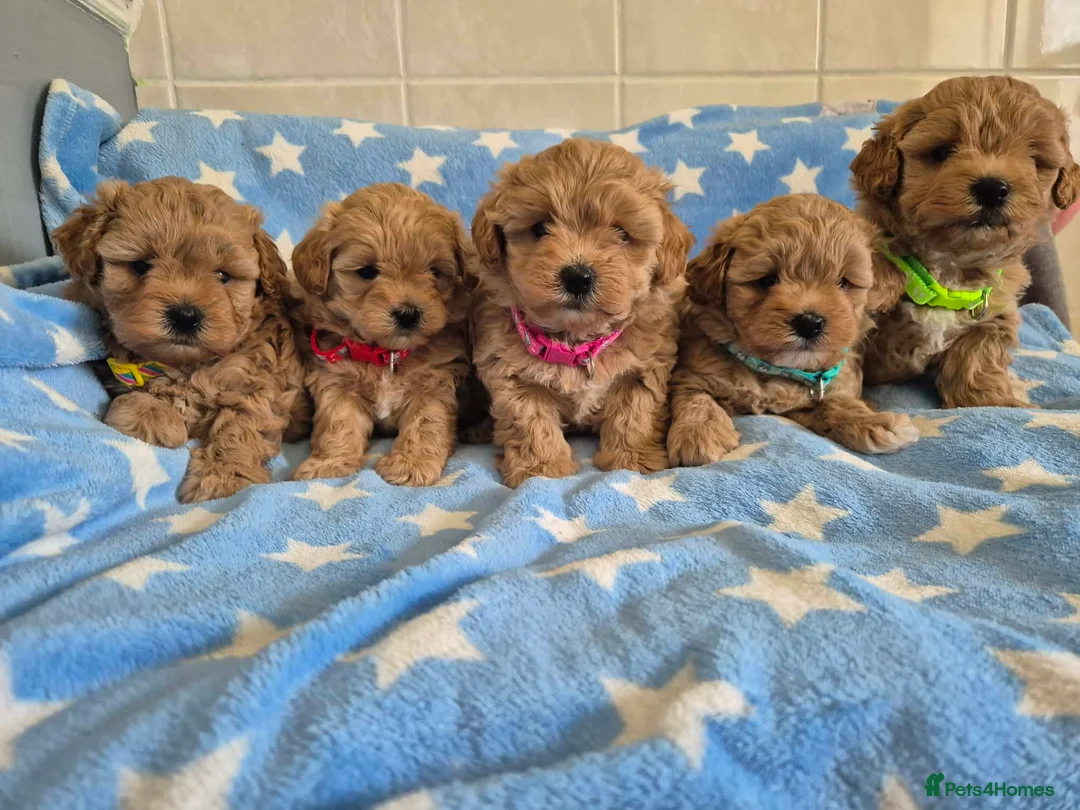 Maltipoo dogs for sale: Beautiful Maltipoo Puppies - Advert 1