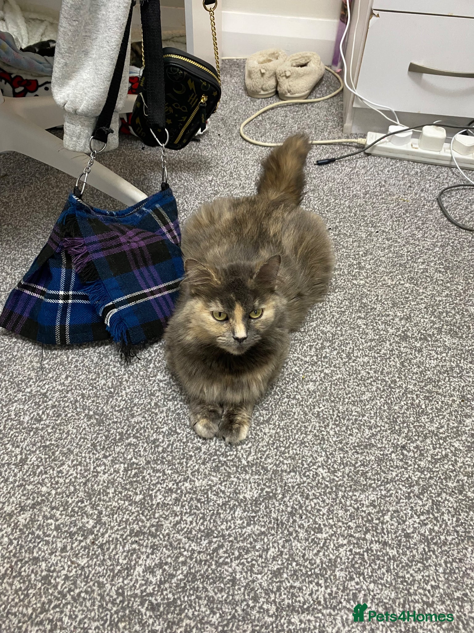 Mixed Breed cats Beautiful kittens for sale  - Advert 1