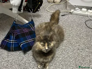 Mixed Breed cats Beautiful kittens for sale - Advert 1