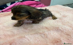 Mixed Breed dogs for sale: Puppies - Image 14