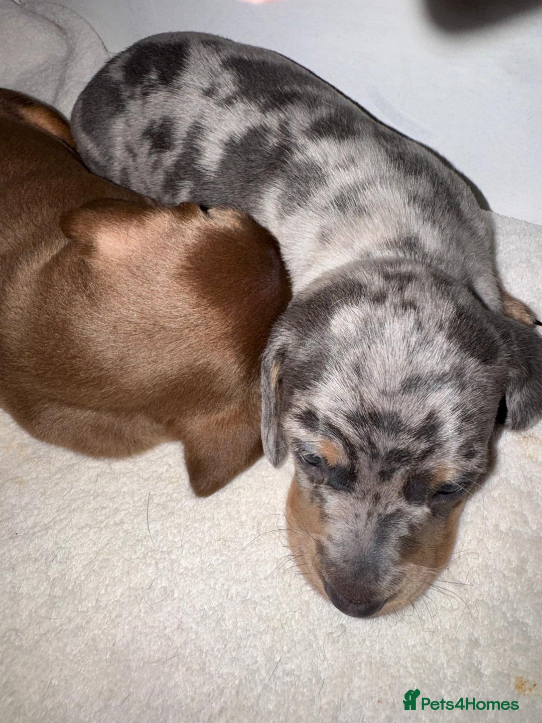 Dachshund dogs for sale: Dachshund Puppies  - Advert 2