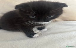 Mixed Breed cats for sale: Scottish fold mixed breed - Image 13