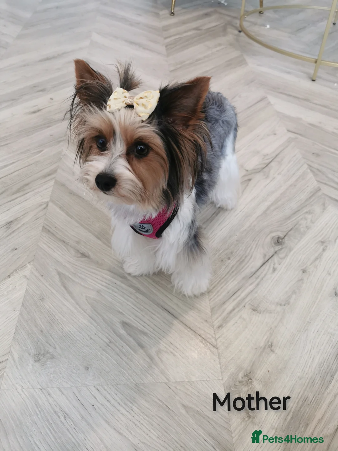 Yorkshire Terrier dogs for sale: Tricolor Yorkies Biewer 🐶🐶🐶 - Advert 2
