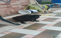 Pug dogs for sale: Pug Female - Image 2