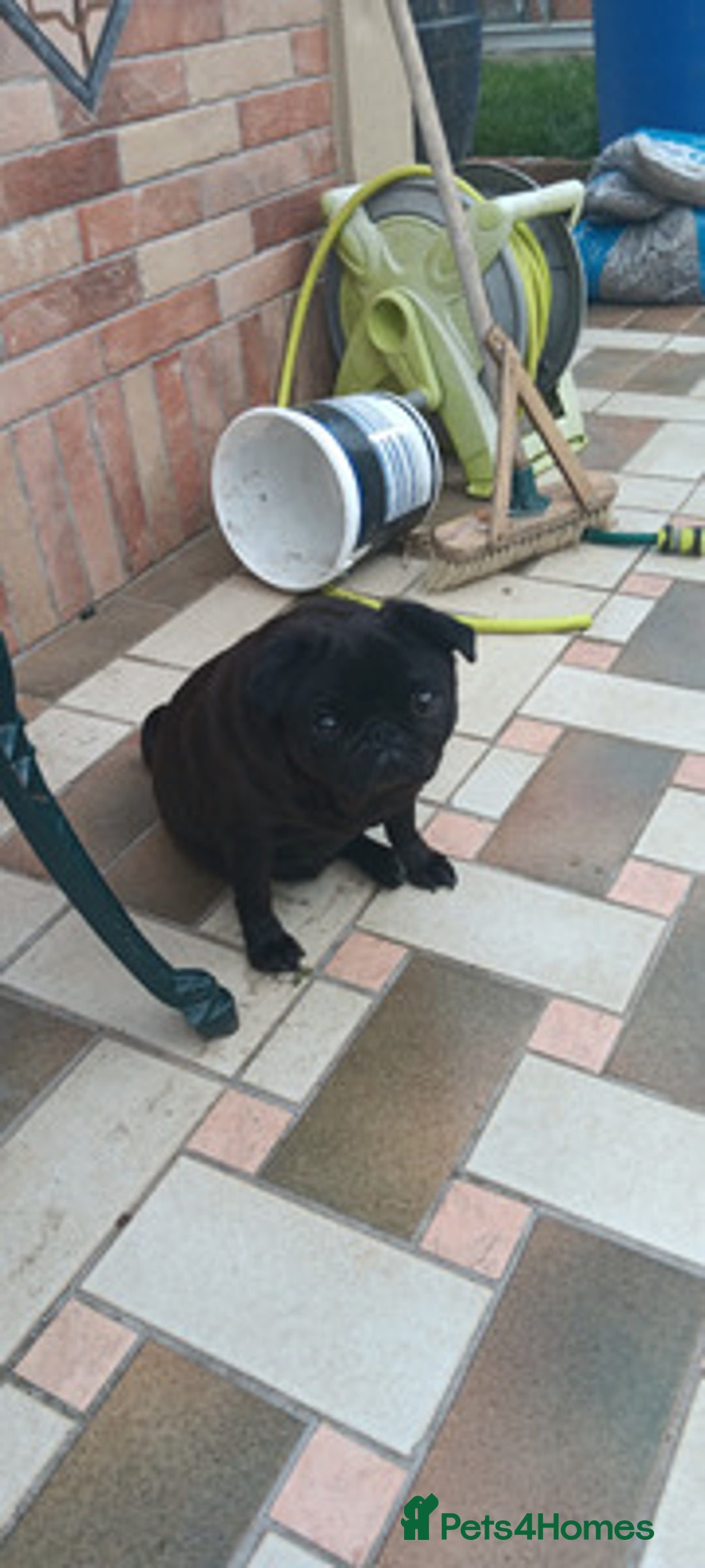 Pug dogs for sale: Pug Female - Image 2