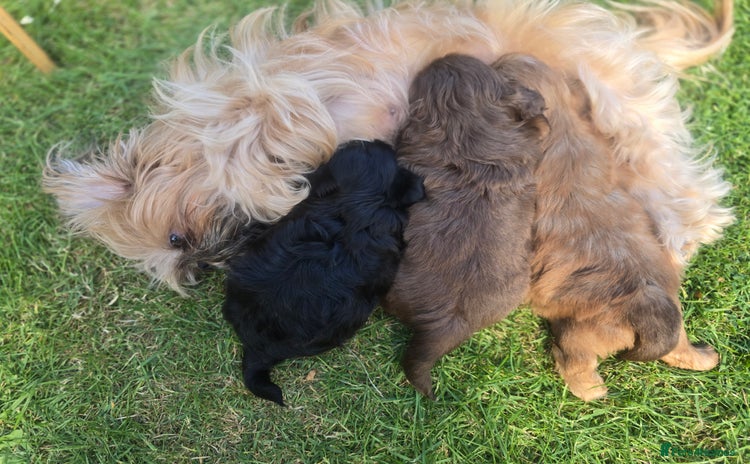 Shih Tzu dogs - Advert 5