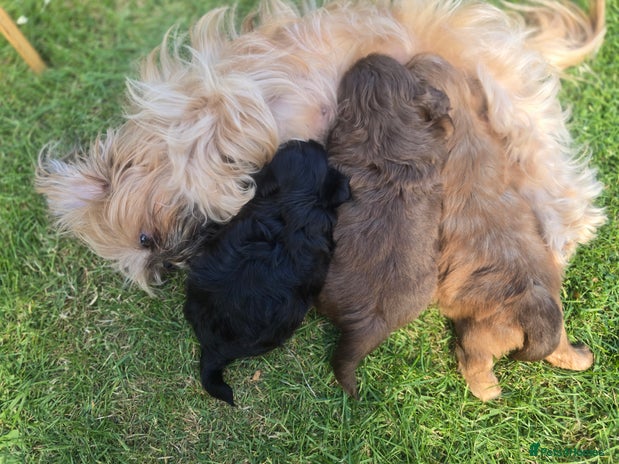 Shih Tzu dogs - Advert 1