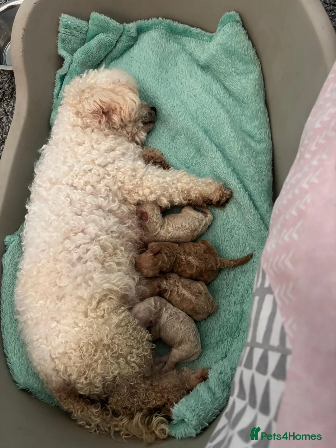 Poochon dogs for sale: 3 gorgeous Poochon puppies for sale - Advert 1