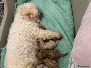 Poochon dogs 3 Poochon puppies for sale *LAST TWO LEFT! - Advert 18