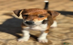 Jack Russell dogs for sale: Jack Russell’s - Image 5