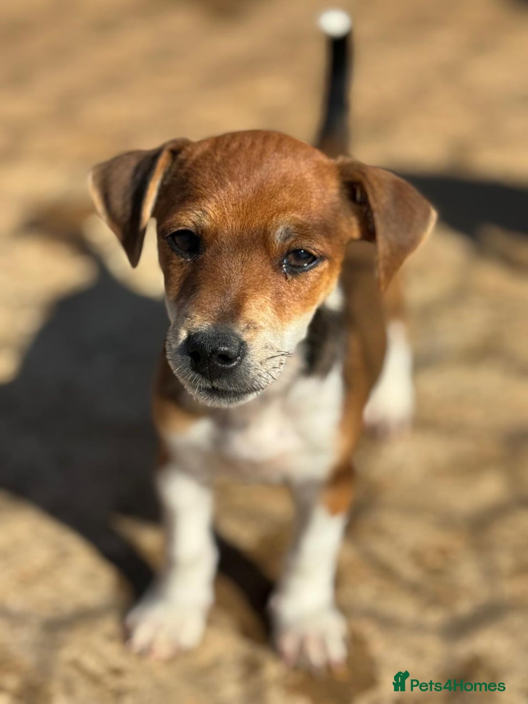 Jack Russell dogs for sale: Jack Russell’s - Image 5
