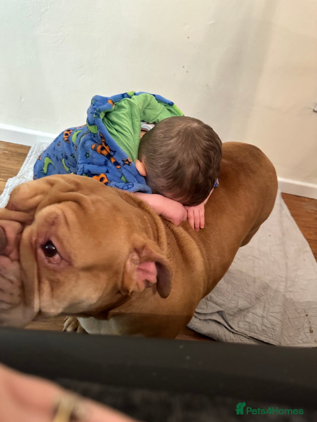 English Bulldog dogs for sale: Mini bull - Advert 2