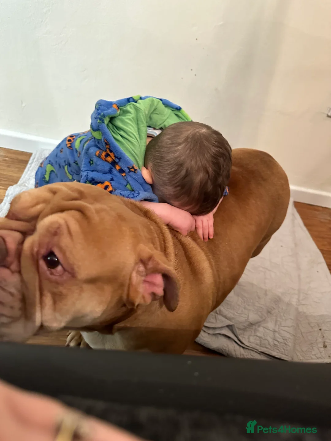 English Bulldog dogs for sale: Mini bull - Advert 2