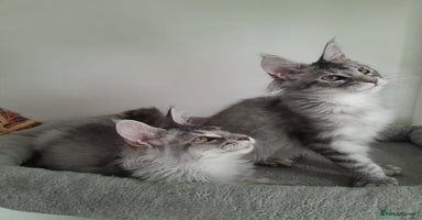 Maine Coon cats - Advert 1