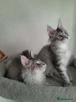 Maine Coon cats - Advert 6