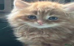 Mixed Breed cats for sale: Stunning fluffy and short haired ready now  - Image 25