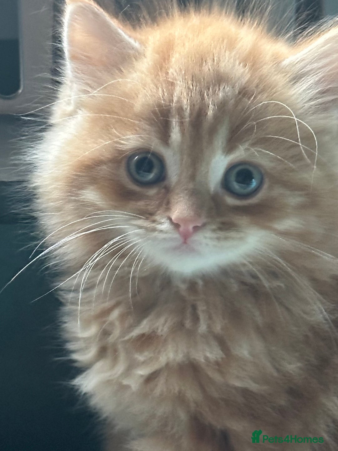 Mixed Breed cats for sale: Stunning fluffy and short haired ready now  - Image 25