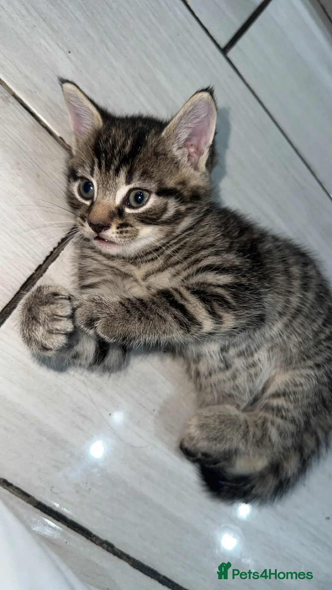 Domestic Shorthair cats for sale: Adorable tabby kittens and black kittens  - Advert 9