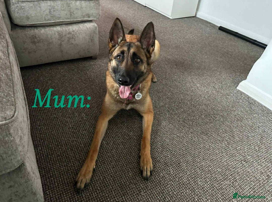 Belgian Shepherd Dog dogs for sale: 4-Month-Old Female Belgian Malinois  - Advert 1