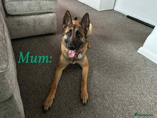 Belgian Shepherd Dog dogs 4-Month-Old Female Belgian Malinois - Advert 12
