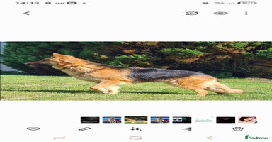 German Shepherd dogs - Advert 2