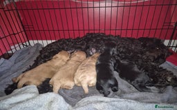 Cockapoo dogs for sale: Cockapoo - Image 10