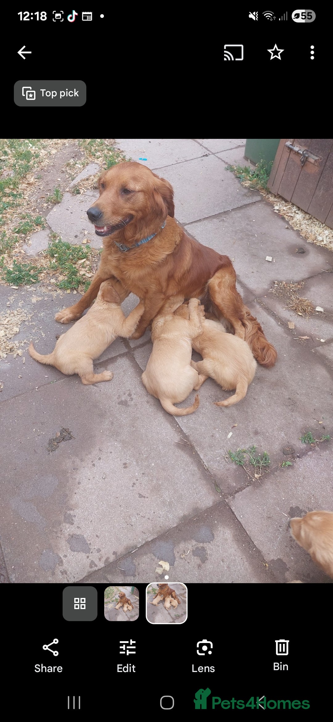 Golden Retriever dogs for sale: Golden Retriever Puppies - Image 3