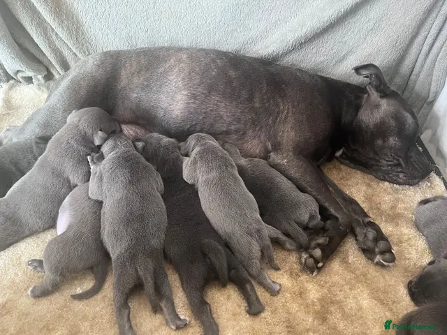 Staffordshire Bull Terrier dogs for sale: Blue Champion Bloodline - Advert 6