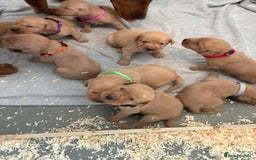 Labrador Retriever dogs for sale: 9 kc Labrador pups  - Image 2