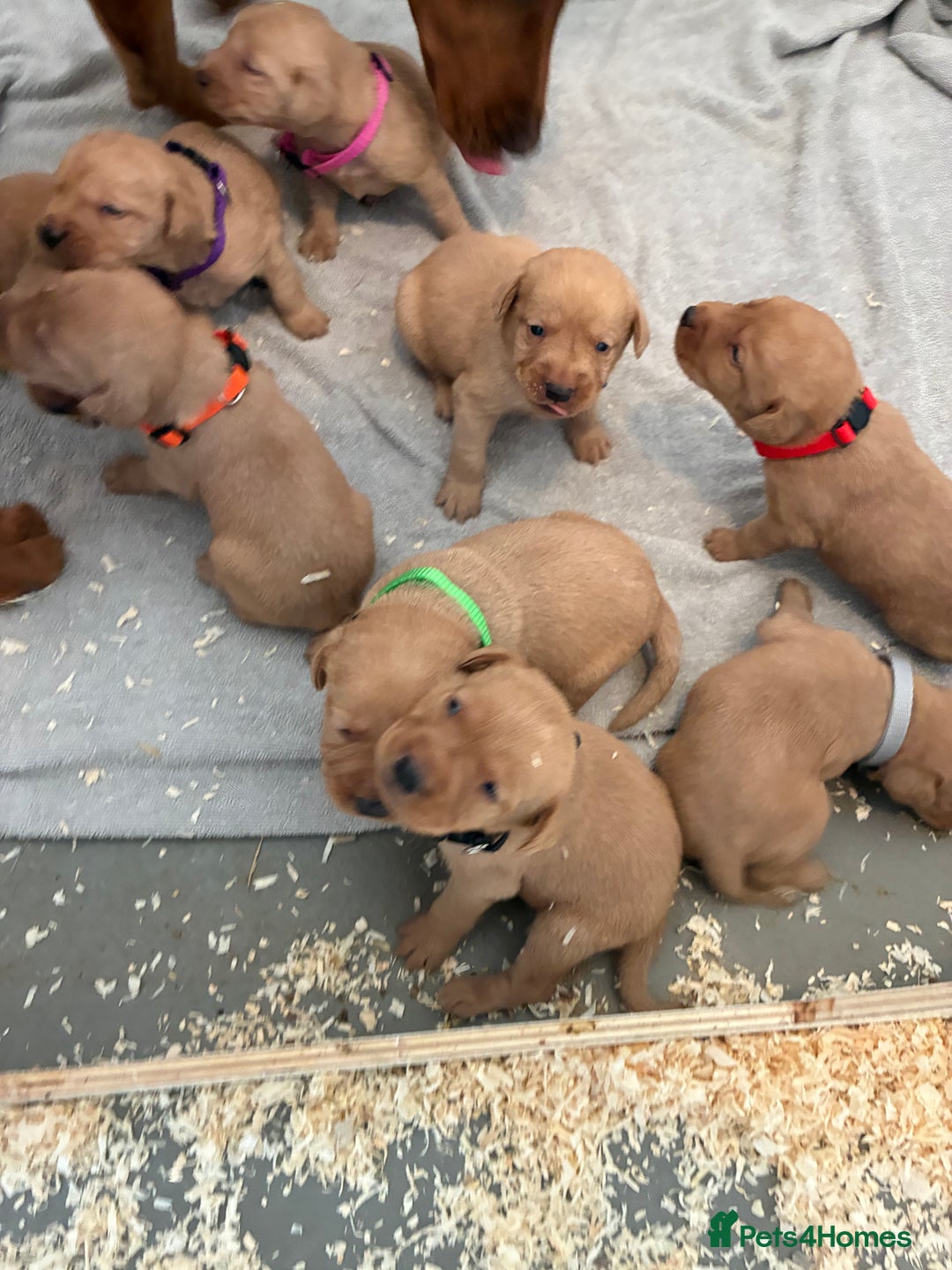 Labrador Retriever dogs for sale: 9 kc Labrador pups  - Image 2