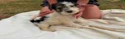 Fox Terrier dogs for sale: Fox Terrier Puppies For Sale  in Ashford - Advert 2