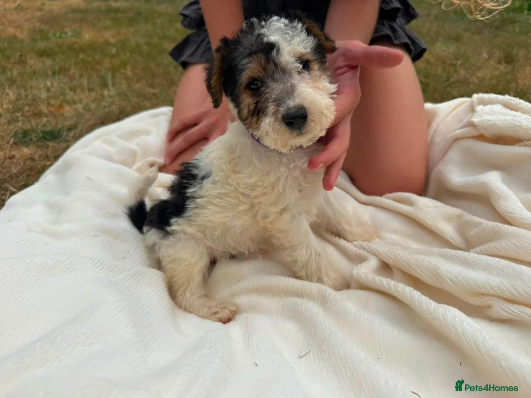 Fox Terrier dogs for sale: Fox Terrier Puppies For Sale  in Ashford - Advert 2