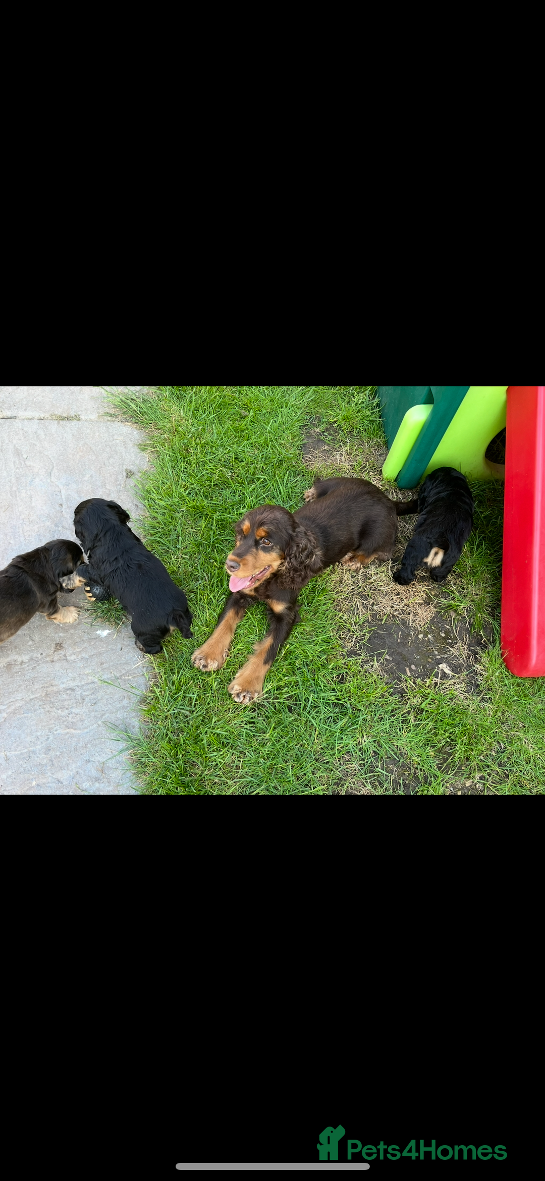 Cocker Spaniel dogs for sale: Beautiful Kc reg show cocker spaniels  - Image 19
