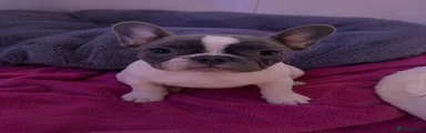 French Bulldog 3