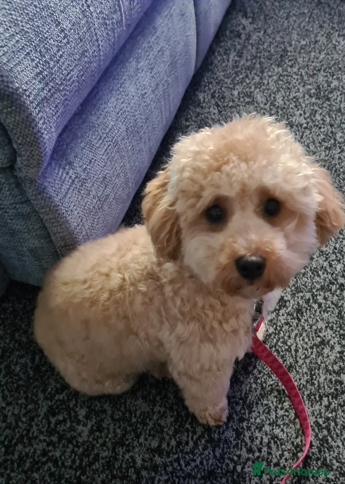 Shihpoo dogs Shihpoo female puppy - Advert 3