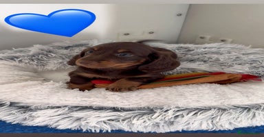 Miniature Dachshund dogs - Advert 4