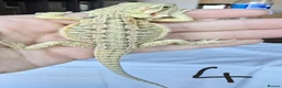 Bearded Dragon reptiles for sale: Baby Beirded Dragons - Advert 4
