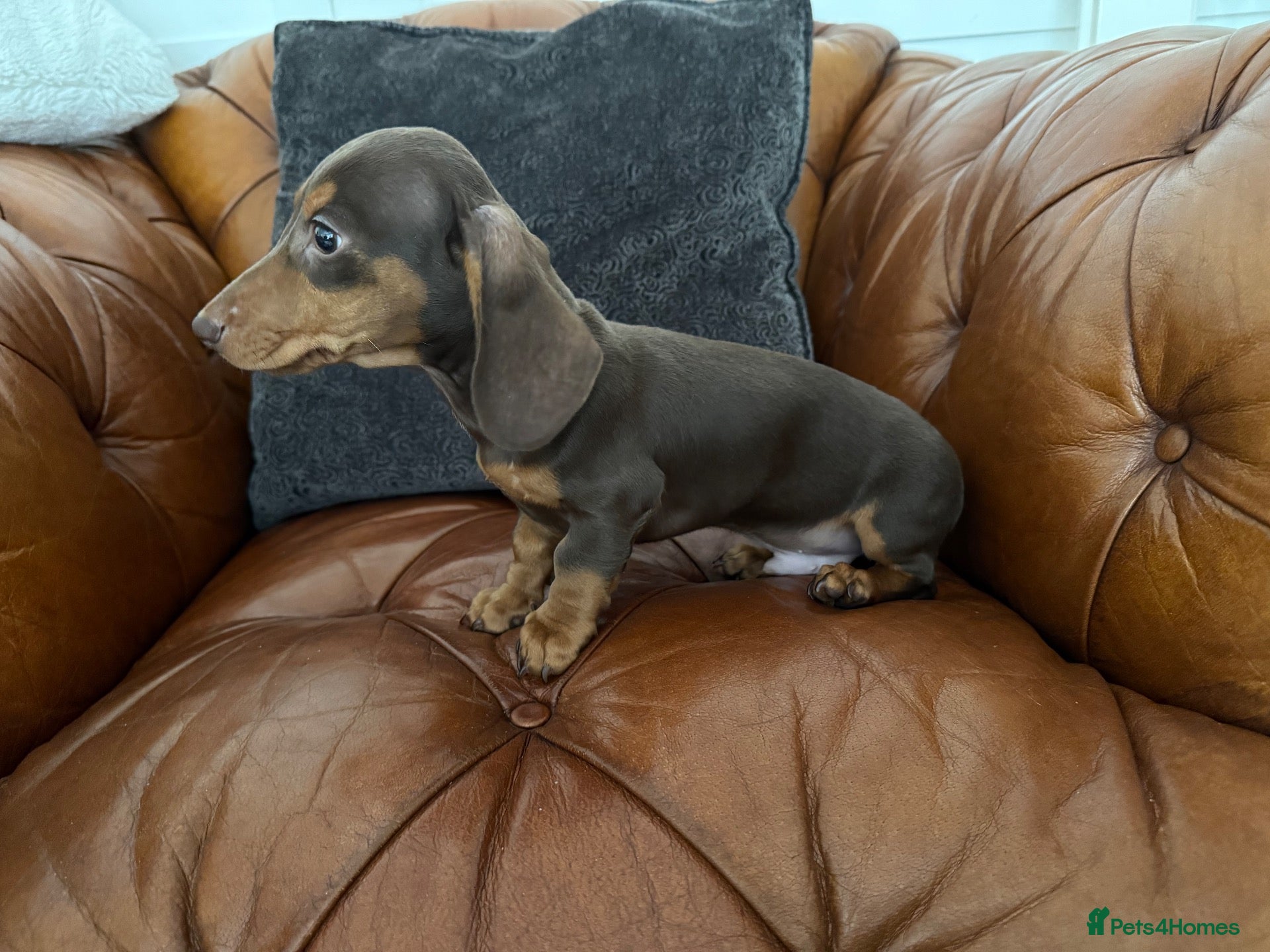 Miniature Dachshund dogs Miniature Dachshund 5 ⭐ License 5 ⭐ reviews - Advert 1