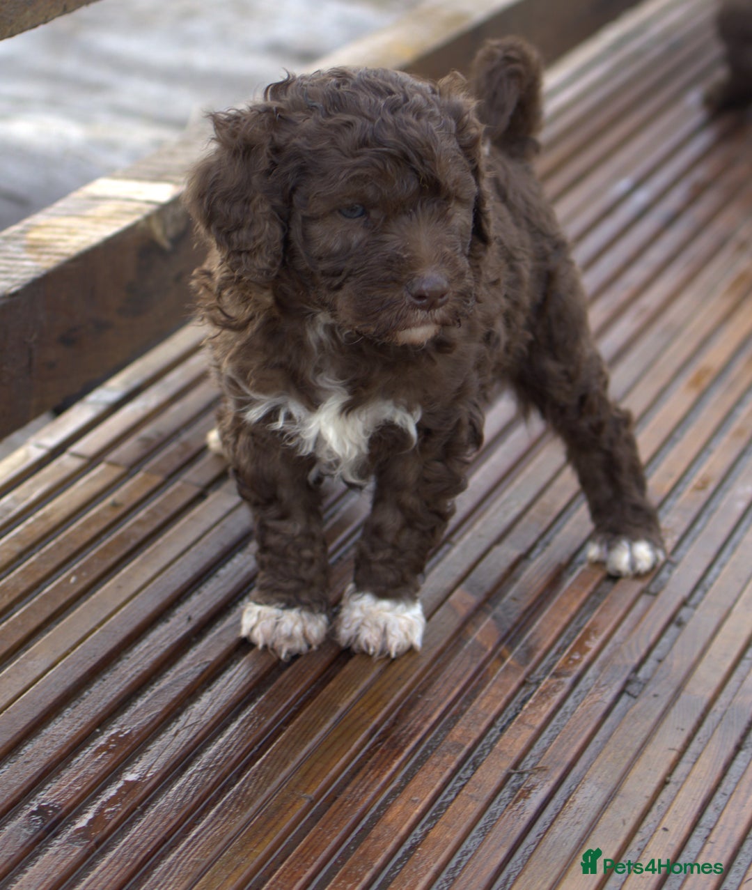 Labradoodle dogs for sale: 🐾🌈 Bred for Potential, Raised for Resilience🐾🌈 - Advert 11
