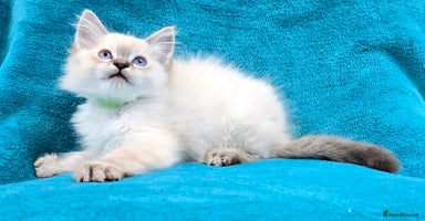 Ragdoll cats 'REDUCED' PEDIGREE GCCF REG CHAMPION LINE RAGDOLLS - Advert 12