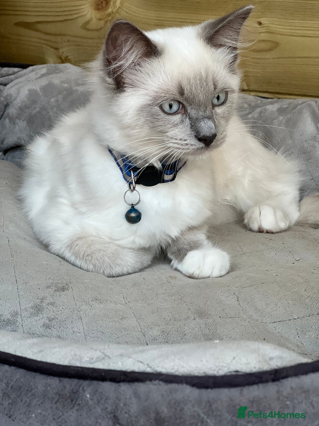 Ragdoll cats for sale: Blue mitted and bicolour ragdolls - Image 14