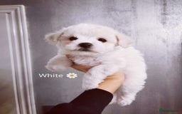 Bichon Frise dogs for sale: 🐶 Pure Bichon Frise Puppies for Sale! 🐶 - Image 8