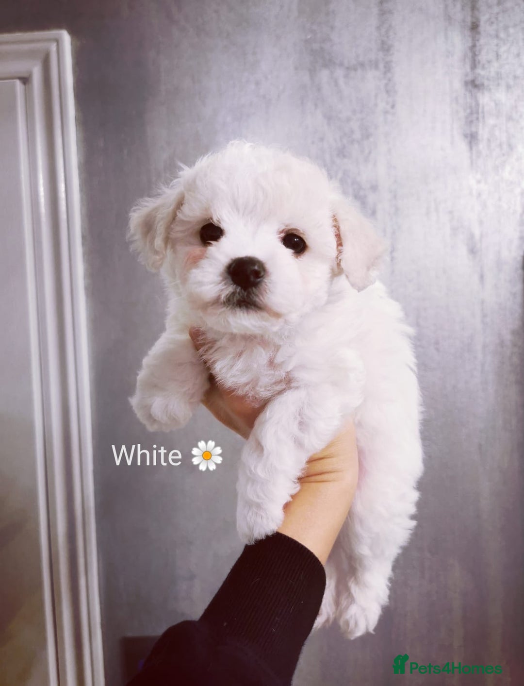 Bichon Frise dogs for sale: 🐶 Pure Bichon Frise Puppies for Sale! 🐶 - Image 8