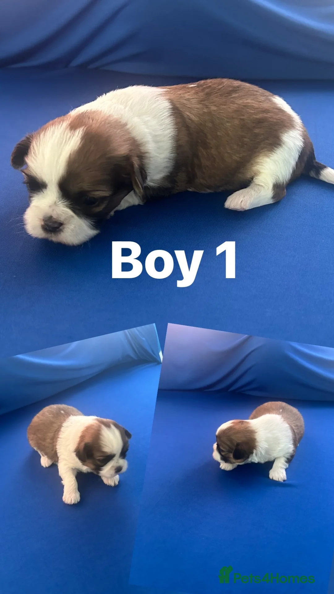 Shih Tzu dogs for sale: 5 adorable little fur baby’s  - Advert 2